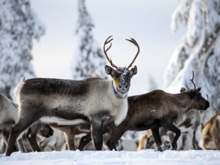 Helikopter-skiën laat spanning tussen Zweedse staat en Sami-bevolking zien
