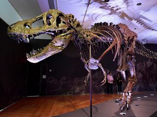 Is dit de reden waarom de T. rex zulke korte armpjes heeft?