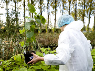 Japanse invasieve exoot bestrijden met bladvlo: 'Leeft uitsluitend van de duizendknoop'