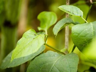 De Japanse Duizendknoop: alles wat de mens maakt krijgt de plant kapot