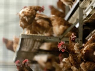 Opvallend veel dode vogels, 'vogelgriepseizoen moet nog beginnen'