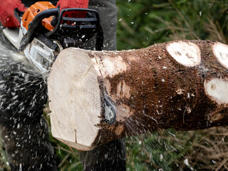 'Stop met het kappen van bomen voor biomassa'