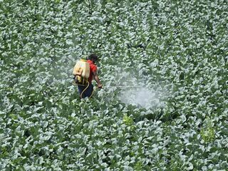 Pesticiden kunnen het hartritme verstoren: 'Als we dat weten, kunnen we gerichter behandelen'