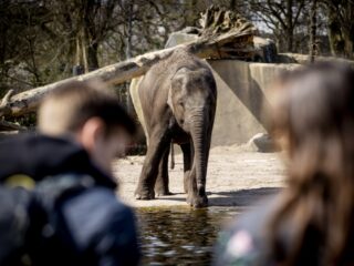 Ook na pensioen komt huisbioloog Artis op bezoek bij favoriete vogelspin