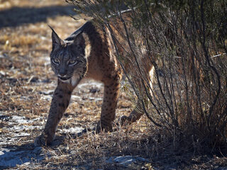 Kans dat er echt een lynx rondloopt bij 's-Gravenzande is klein
