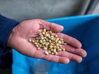 In diervoer met duurzaamheidskenmerk zit 'foute soja'
