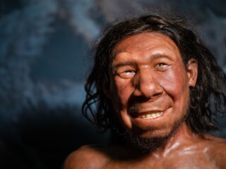 Had neanderthaler altijd knuppel en baard? 'Nee, de vrouwelijke neanderthaler is onderbelicht'