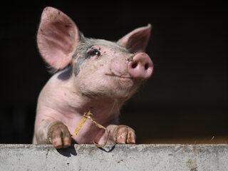 Dieren als orgaandonor? 'Dit lijkt mij menselijker dan dieren gebruiken in de bio-industrie'