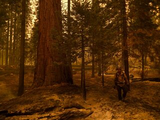 Bosbrand in Yosemite bedreigt reuzensequoia's: 'Ze zijn te waardevol'