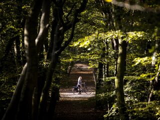 Bomen als airco: 'Ze kunnen tot wel tien graden koelen'