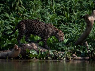 Hoe narco's en massale boskap de jaguar bedreigen