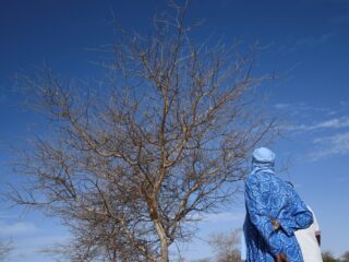 Laat de ondergrondse bossen in Ethiopië weer groeien