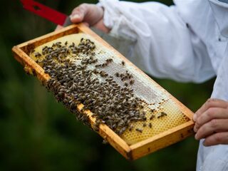 Het beroep van imker wordt steeds populairder: 'Je bent één met het bijenvolk'