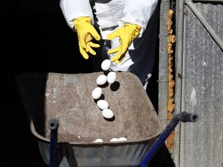 Vijf opvallende dingen over vogelgriep