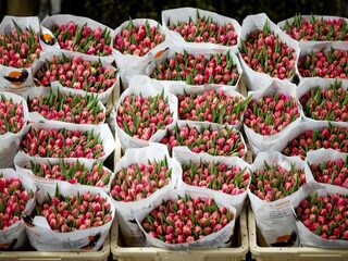 Binnen nu en half jaar grote problemen verwacht bij ondernemers in de glastuinbouw