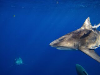 Requiemhaaien mogelijk beter beschermd