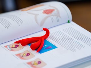 Les over de clitoris in groep 6? 'Kinderen én ouders zijn daar nog niet aan toe'