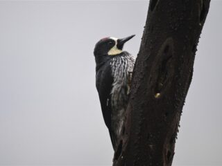 Wat weet je van vernielende vogels, een cadeau van 700 kilo en de BBB? Speel de Nationale Nieuwsquiz