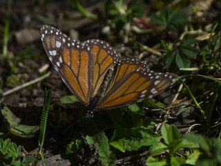 De terugkeer van een vlinderspektakel