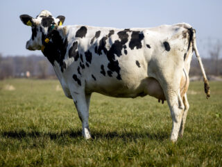 Stand.nl: 'Het is goed dat er überhaupt een alternatief stikstofplan ligt'