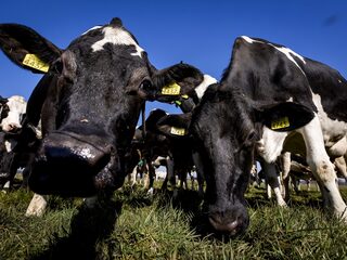 Twee generaties boeren: 'Vermogen zit vooral in het land, maar dat kun je niet opeten'