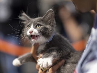 Horen katten binnen te blijven? 'Een huisdier moet je onder toezicht houden'