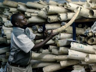 Voor je het weet doe je mee aan illegale dierenhandel