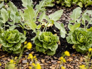 Alledaagse Vragen - Waarom liggen veel moestuintjes langs het spoor?