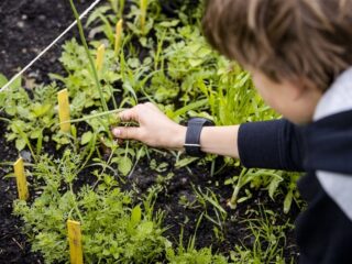 Onder de rook van Chemours in Dordrecht zit te veel PFAS in groente en fruit uit eigen tuin