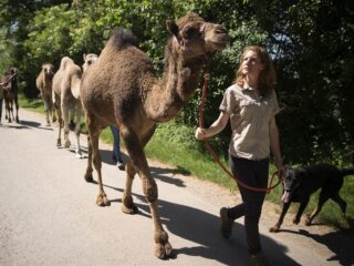 Berucht dierenverhuurbedrijf gaat ongestoord verder met illegale verhuur