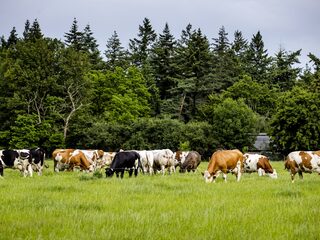 BBB: geef kleine natuurgebieden op, maak grotere natuurgebieden