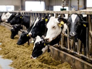 CEO veevoerbedrijf Agrifirm: vergeet olie, het draait straks om voedsel