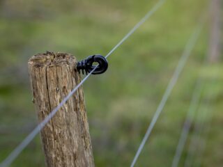 Het debat over de wolf heeft 'bijna een ideologisch karakter'