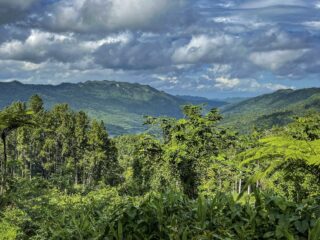 Hoe gaat het met de grootste regenwouden op aarde?