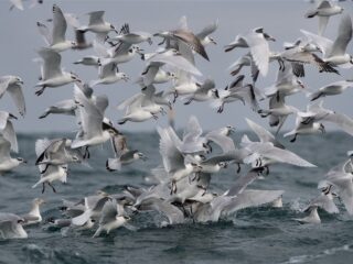 Vogelgriep moeilijk onder controle door verspreiding via wilde vogels