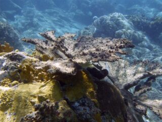 Hoe kan koraal leven op plekken waar bijna geen eten is?