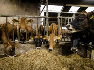 Europese Commissie adviseerde Nederland verplichte uitkoop boeren