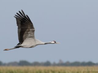 Kijken naar de kraanvogeltrek