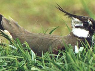 Kievit, grutto en tureluur voor camera Beleef de Lente