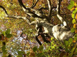 Bomen in de stad van de toekomst: de Floriade staat er vol mee