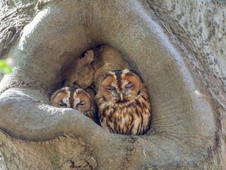 Beleef de Lente is weer begonnen: volg hier de broedende vogels