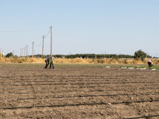 De schrijnende uitbuiting achter die goedkope tomatenblikjes