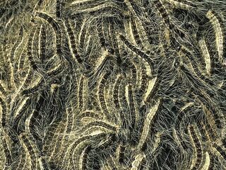 Ophangen van mezenkasten niet voldoende in strijd tegen eikenprocessierups