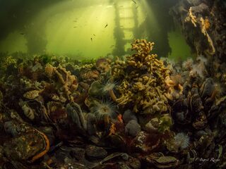 Bijzondere wereldprimeur in Nederland: een Tiny Sea Forest in het Grevelingenmeer
