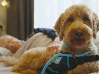 Verzorgingshuizen doen proef met honden bij ouderen met dementie