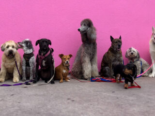 Voorlezen met honden: hoe dieren ons op allerlei manieren bijstaan