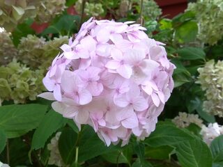 Veel van de planten om ons heen komen eigenlijk uit Japan