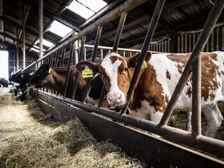 Wakker Dier verbaasd na schrappen anti-zuivelspotje door supermarkt