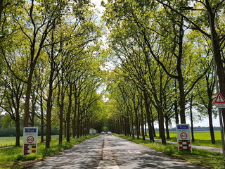 Hoe belangrijk zijn bomenlanen?