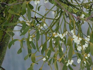 Kussen onder de Maretak?